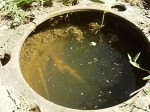 6 мая Рыбхоз закрыл шлюзы, уровень воды в водопроводных колодцах резко поднялся