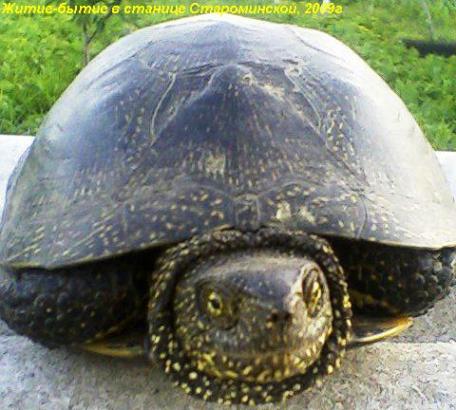 черепаха - водится в реке Сосыка