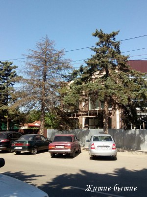 Ели по улице Кольцовской